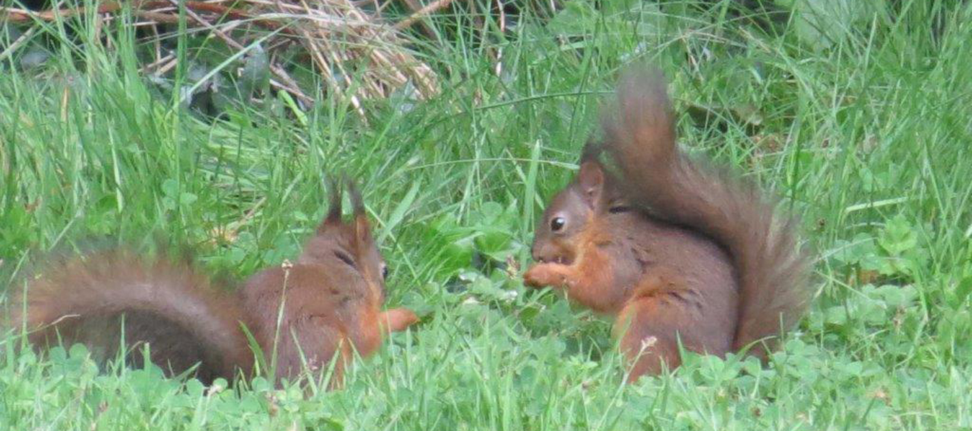 Red Sqirrels